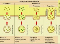 Exocitose E Endocitose (Fagocitose E Pinocitose)