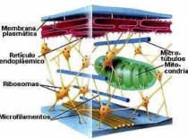 Citoesqueleto