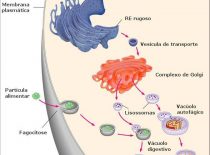 Lisossomos E Digestão Celular