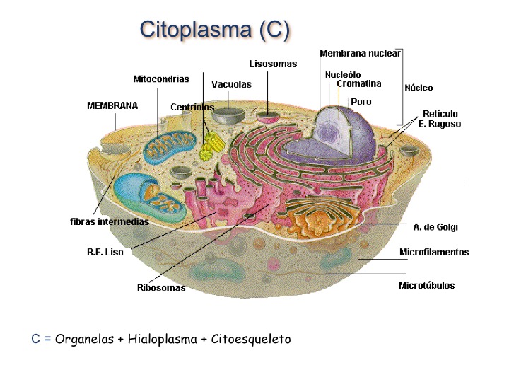 Organelas Citoplasmáticas – Golgi E Retículo Endoplasmático