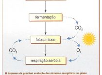 Evolução Do Metabolismo Dos Primeiros Seres Vivos