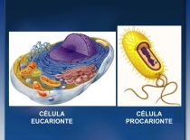 Módulo 3 – Célula