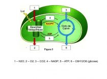 Cloroplasto E Fotossíntese – 1o Med