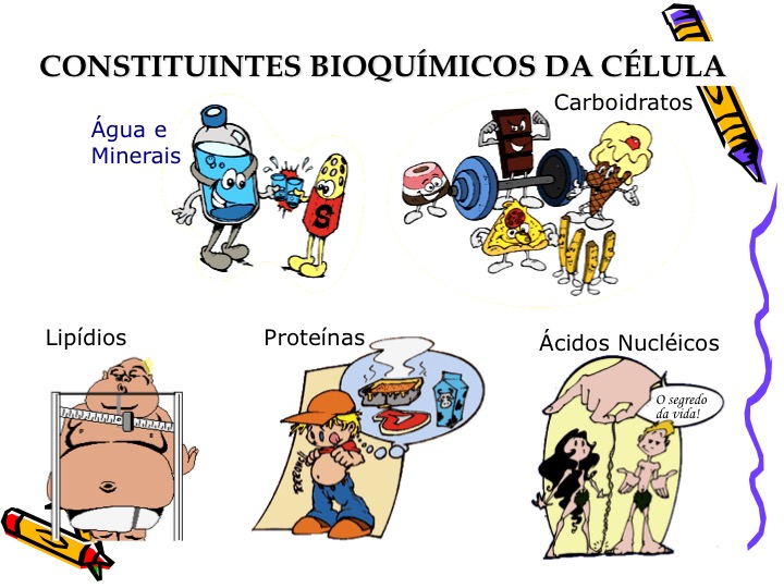 Carboidratos, Lipídios, Proteínas E Enzimas