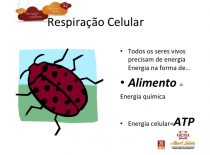 Respiração Celular – 1os Meds – Liceu A Sabin