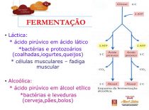 Fermentação 1os – Liceu A Sabin