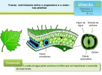 Fisiologia Vegetal